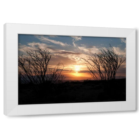 Ocotillo Cactus II White Modern Wood Framed Art Print by Berzel, Erin