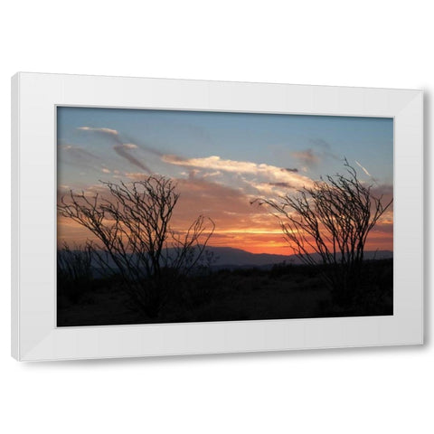 Ocotillo Cactus III White Modern Wood Framed Art Print by Berzel, Erin