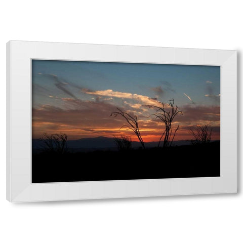 Ocotillo Cactus IV White Modern Wood Framed Art Print by Berzel, Erin