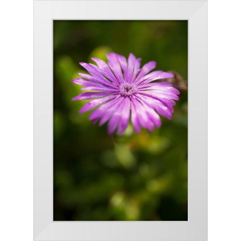 Purple Blossom White Modern Wood Framed Art Print by Berzel, Erin