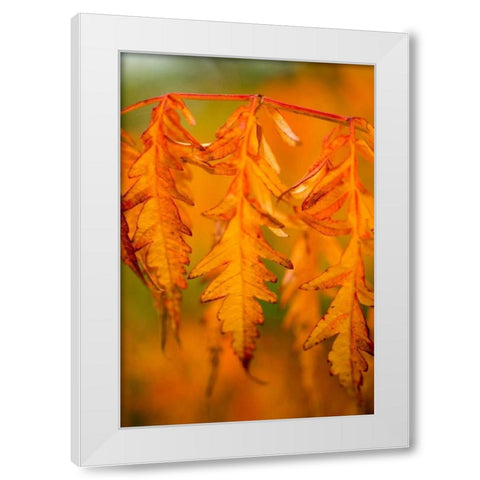 Fall Leaves I White Modern Wood Framed Art Print by Berzel, Erin