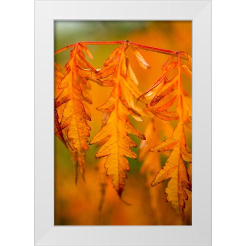 Fall Leaves I White Modern Wood Framed Art Print by Berzel, Erin