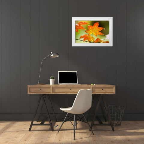 Fall Leaves III White Modern Wood Framed Art Print by Berzel, Erin