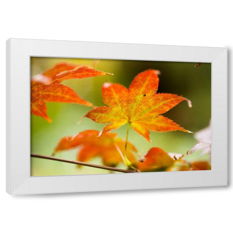 Fall Leaves III White Modern Wood Framed Art Print by Berzel, Erin