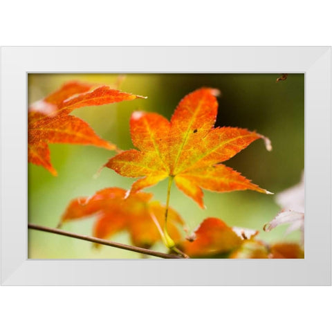 Fall Leaves III White Modern Wood Framed Art Print by Berzel, Erin