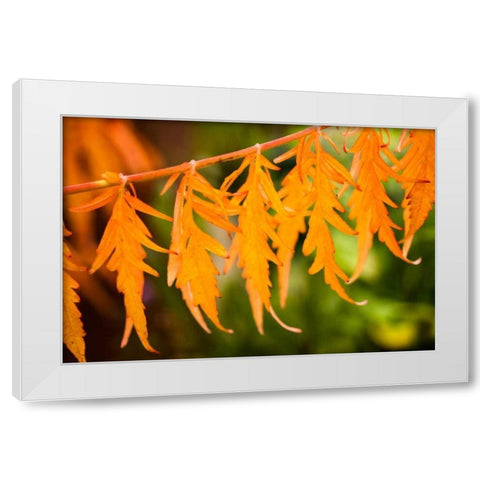 Fall Leaves IV White Modern Wood Framed Art Print by Berzel, Erin