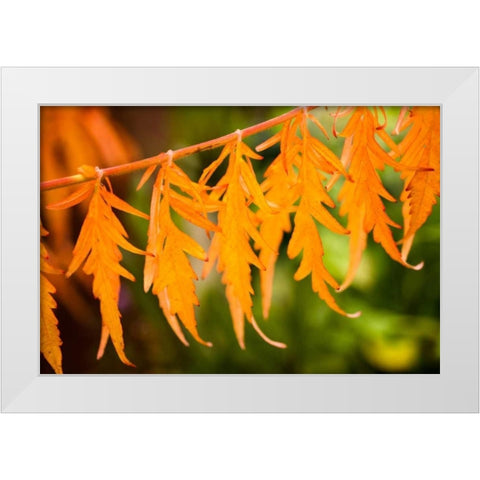 Fall Leaves IV White Modern Wood Framed Art Print by Berzel, Erin