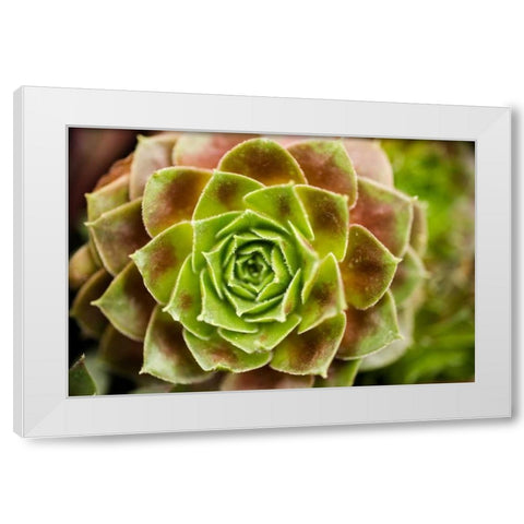 Sempervivum Ohioan White Modern Wood Framed Art Print by Berzel, Erin