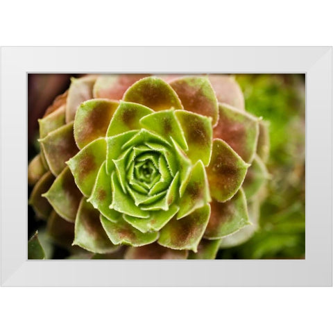 Sempervivum Ohioan White Modern Wood Framed Art Print by Berzel, Erin