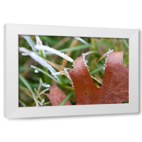 Morning Frost I White Modern Wood Framed Art Print by Berzel, Erin