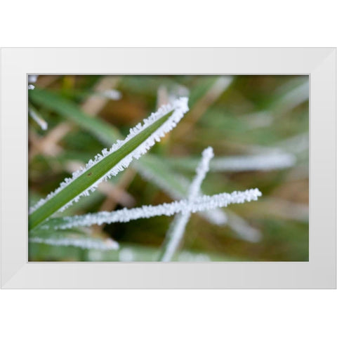 Morning Frost II White Modern Wood Framed Art Print by Berzel, Erin