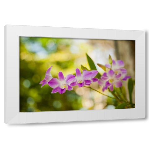 Thai Orchids White Modern Wood Framed Art Print by Berzel, Erin