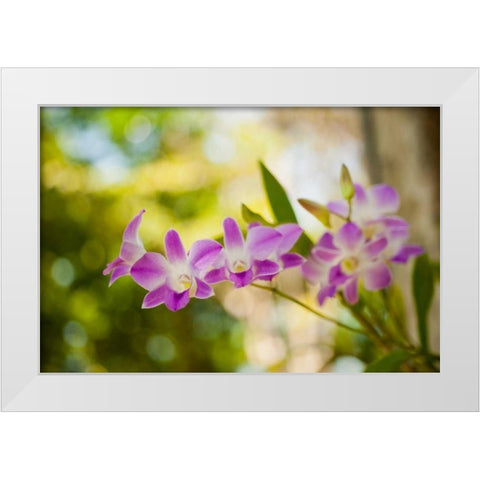 Thai Orchids White Modern Wood Framed Art Print by Berzel, Erin