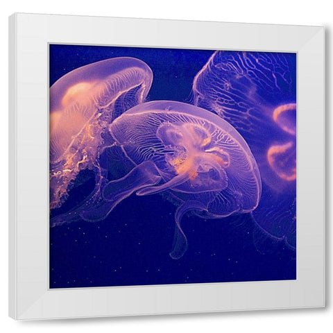 Jellyfish Dance I White Modern Wood Framed Art Print by Crane, Rita