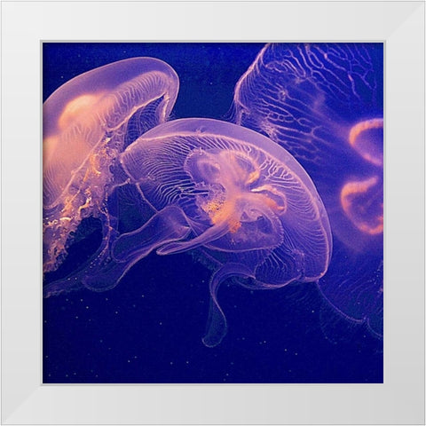 Jellyfish Dance I White Modern Wood Framed Art Print by Crane, Rita