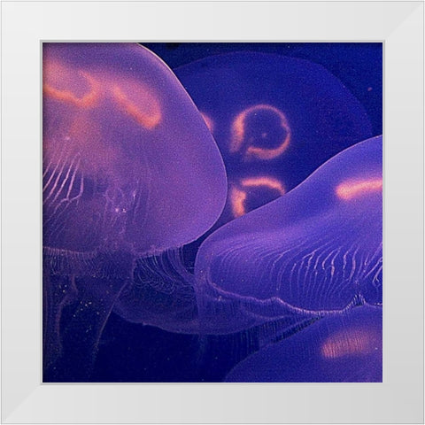 Jellyfish Dance II White Modern Wood Framed Art Print by Crane, Rita