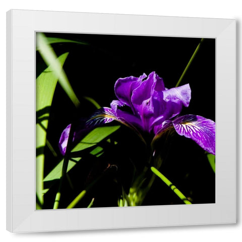 Wild Iris I White Modern Wood Framed Art Print by Crane, Rita