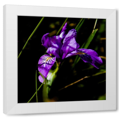 Wild Iris II White Modern Wood Framed Art Print by Crane, Rita