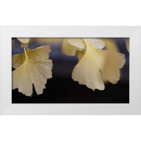 Autumn Gingko IV White Modern Wood Framed Art Print by Crane, Rita