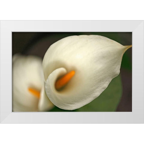 Calla Lilies V White Modern Wood Framed Art Print by Crane, Rita