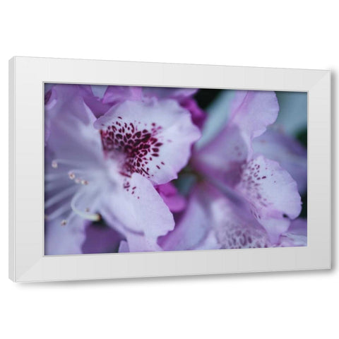 Lavender Rhodies I White Modern Wood Framed Art Print by Crane, Rita