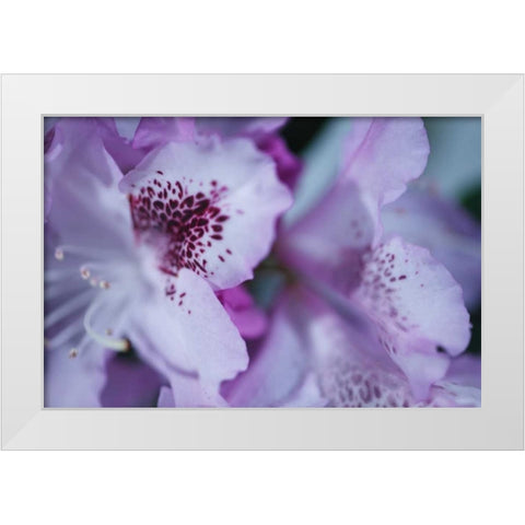 Lavender Rhodies I White Modern Wood Framed Art Print by Crane, Rita