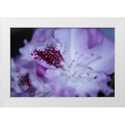 Lavender Rhodies II White Modern Wood Framed Art Print by Crane, Rita