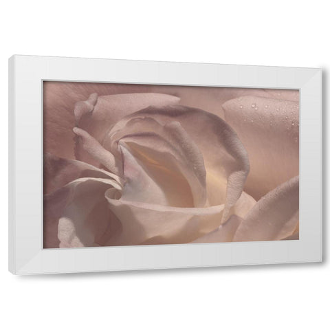 Heart of a Rose V White Modern Wood Framed Art Print by Crane, Rita