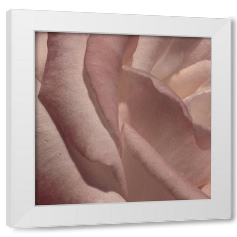 Heart of a Rose VII White Modern Wood Framed Art Print by Crane, Rita