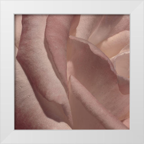 Heart of a Rose VII White Modern Wood Framed Art Print by Crane, Rita