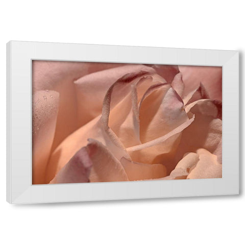Heart of a Rose X White Modern Wood Framed Art Print by Crane, Rita