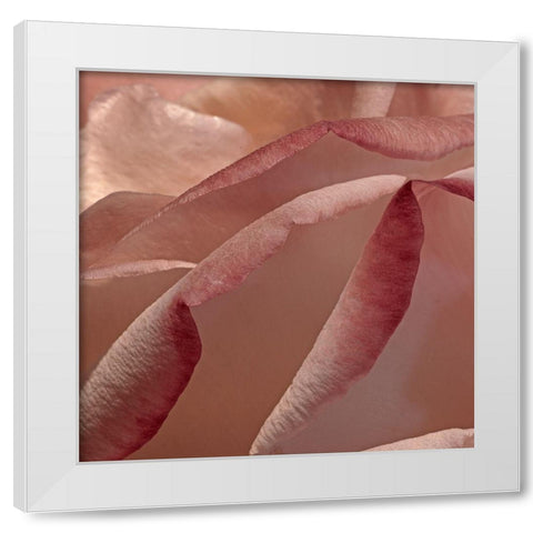Heart of a Rose XII White Modern Wood Framed Art Print by Crane, Rita