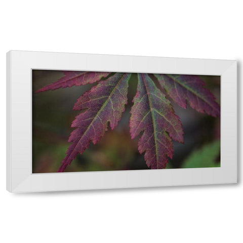 Autumn Maple I White Modern Wood Framed Art Print by Crane, Rita