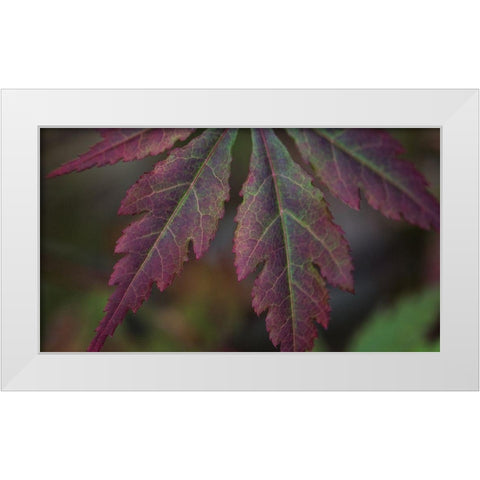Autumn Maple I White Modern Wood Framed Art Print by Crane, Rita