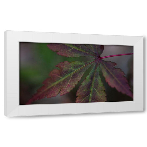 Autumn Maple II White Modern Wood Framed Art Print by Crane, Rita