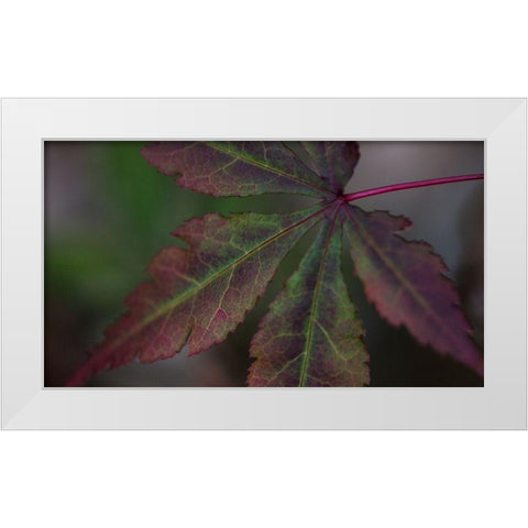 Autumn Maple II White Modern Wood Framed Art Print by Crane, Rita