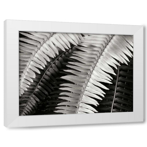 Fern I White Modern Wood Framed Art Print by Christensen, Jim