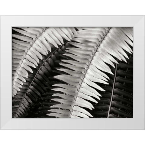 Fern I White Modern Wood Framed Art Print by Christensen, Jim