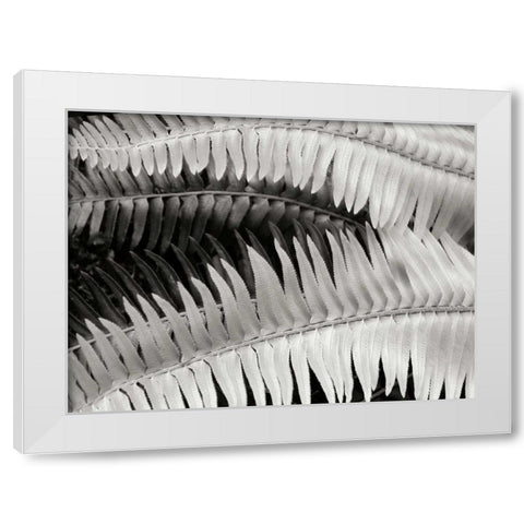Fern II White Modern Wood Framed Art Print by Christensen, Jim