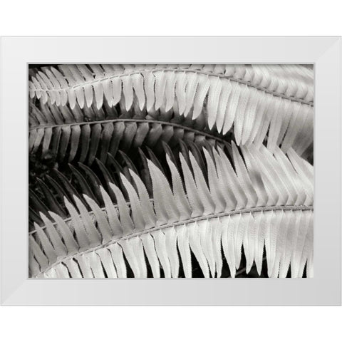 Fern II White Modern Wood Framed Art Print by Christensen, Jim