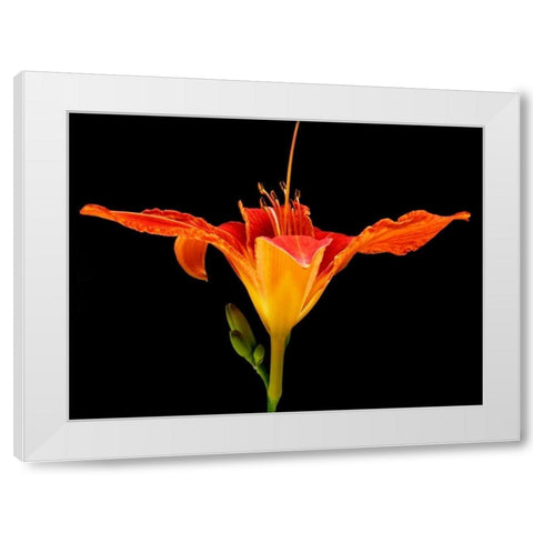 Day Lily I White Modern Wood Framed Art Print by Christensen, Jim