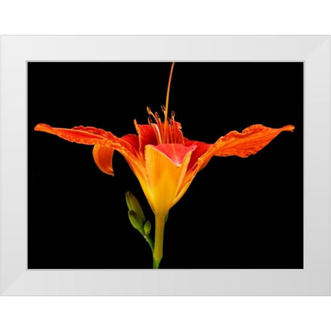 Day Lily I White Modern Wood Framed Art Print by Christensen, Jim