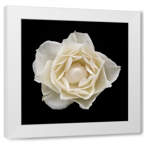 White Rose I White Modern Wood Framed Art Print by Christensen, Jim