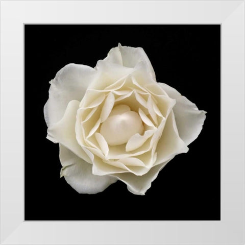 White Rose I White Modern Wood Framed Art Print by Christensen, Jim