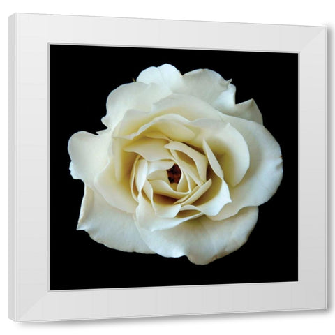 White Rose II White Modern Wood Framed Art Print by Christensen, Jim