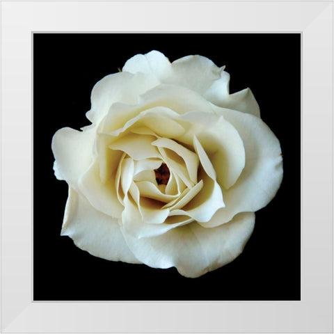 White Rose II White Modern Wood Framed Art Print by Christensen, Jim