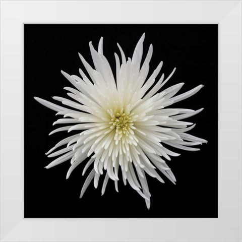 Chrysanthemum I White Modern Wood Framed Art Print by Christensen, Jim