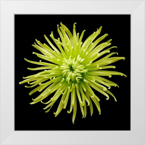 Chrysanthemum II White Modern Wood Framed Art Print by Christensen, Jim