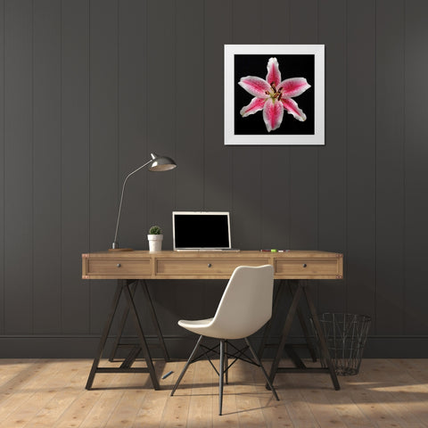 Pink Lily White Modern Wood Framed Art Print by Christensen, Jim