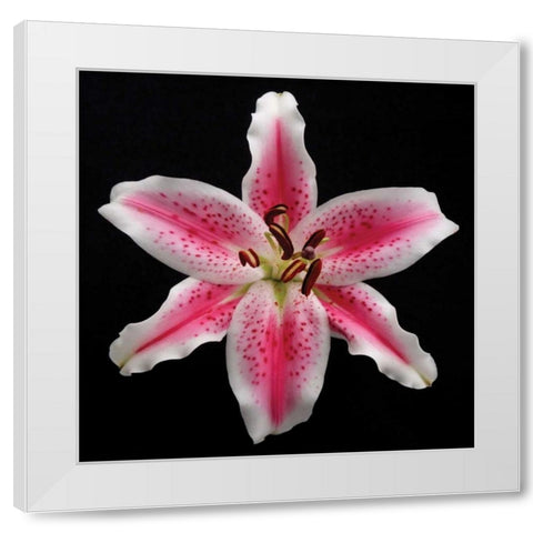 Pink Lily White Modern Wood Framed Art Print by Christensen, Jim